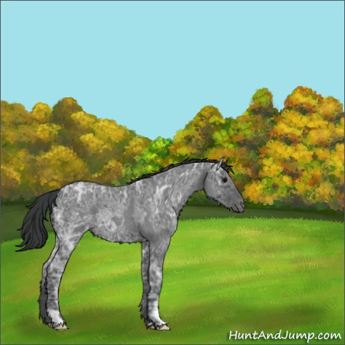 Horse Color:Blue Ice Roan  and Blue Ice Roan 
