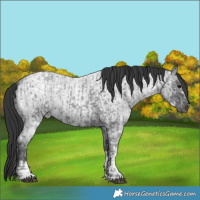 Horse Color:Blue Ice Roan  and Blue Ice Roan 
