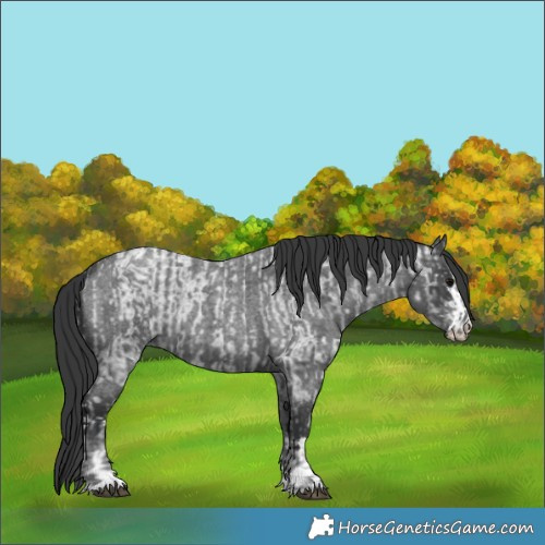 Horse Color:Blue Ice Roan  and Blue Roan 