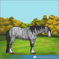 Horse Color:Blue Ice Roan and Blue Roan
