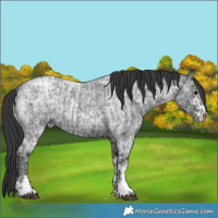 Horse Color:Blue Ice Roan and Blue Ice Roan