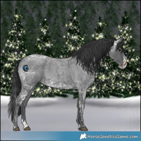 Horse Color:Blue Ice Roan and Blue Ice Roan Splash