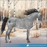 Horse Color:Blue Ice Roan and Blue Ice Roan Splash