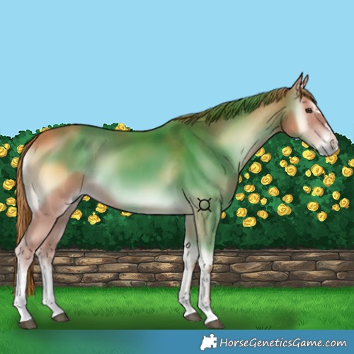 Horse Color:Red Onyx 