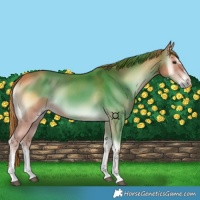 Horse Color:Red Onyx 