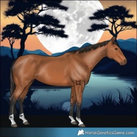 Horse Color:Bay Tobiano 