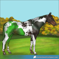 Horse Color:Liver Chestnut Tobiano 