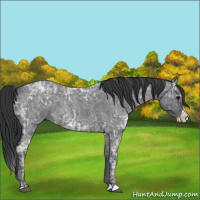 Horse Color:Blue Ice Roan  and Blue Ice Roan Splash 