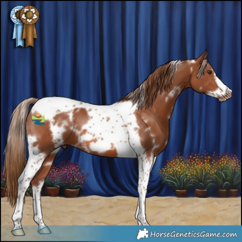 Horse Color:White Spotted Chestnut Tobiano Frame 