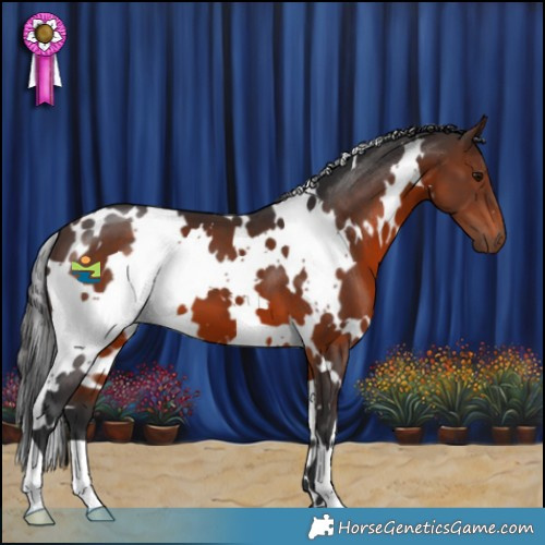 Horse Color:White Spotted Brown 