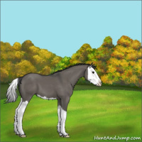 Horse Color:Grullo Splash 