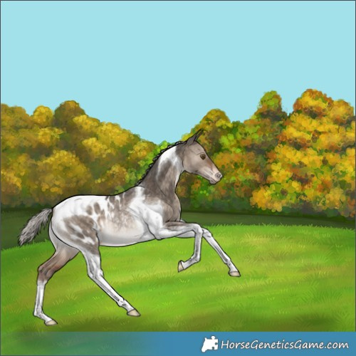Horse Color:Silver Bay Dun Tobiano Appaloosa Rabicano 