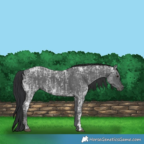 Horse Color:Blue Ice Roan  and Black Ice 