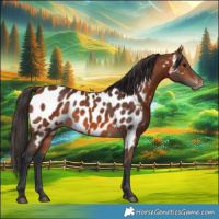 Horse Color:Bay Appaloosa 