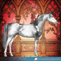 Horse Color:White Spotted Black Rabicano 