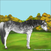 Horse Color:Gray White Spotted Black  and Gray White Spotted Black 