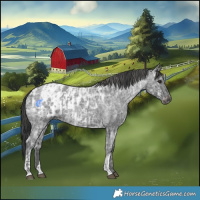 Horse Color:Blue Ice Roan  and Blue Ice Roan Blanket 