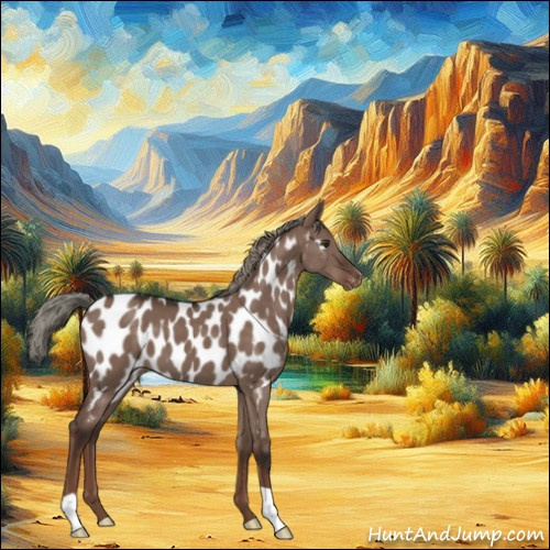 Horse Color:Liver Red Dun Mushroom Appaloosa 