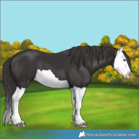 Horse Color:Smoky Black Splash 