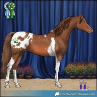 Horse Color:Chestnut Tobiano Appaloosa 