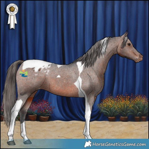 Horse Color:Brown Tobiano Appaloosa 