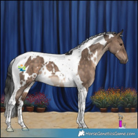 Horse Color:White Spotted Brown Dun Tobiano 