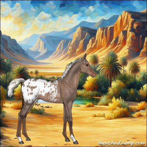 Horse Color:Liver Red Dun Mushroom Appaloosa