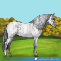 Horse Color:Blue Ice Roan and Gray Blue Ice Roan