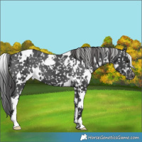 Horse Color:White Spotted Black Appaloosa