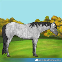 Horse Color:Blue Ice Roan  and Blue Ice Roan Rabicano 