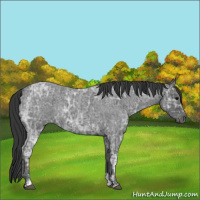 Horse Color:Blue Ice Roan  and Blue Ice Roan 