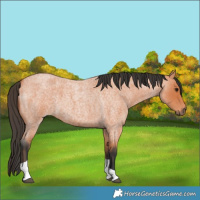 Horse Color:Bay Roan Tobiano 