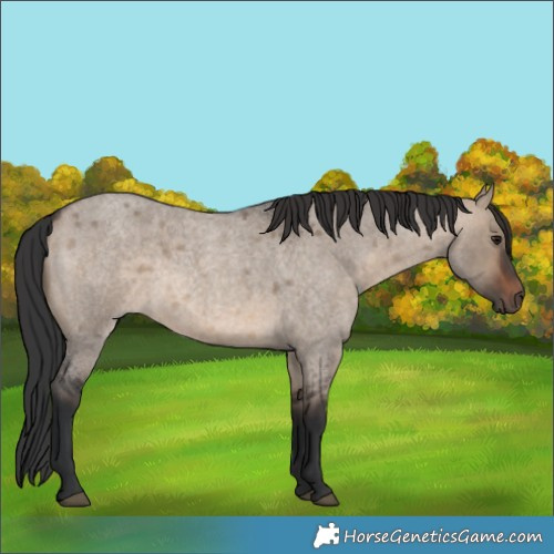 Horse Color:Brown Roan Dun 