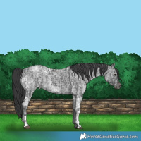 Horse Color:Black Ice and Blue Ice Roan