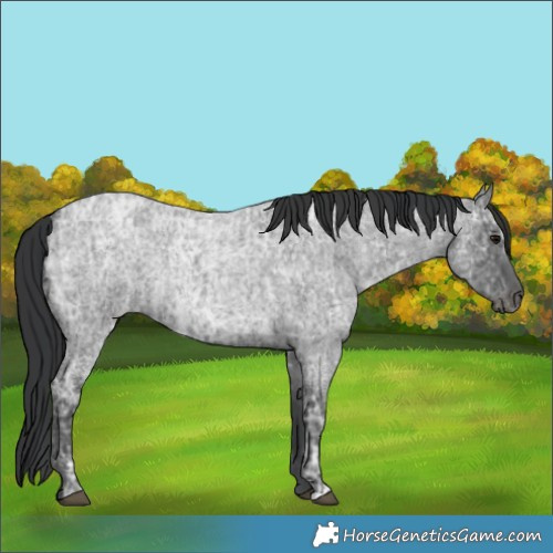 Horse Color:Blue Ice Roan  and Blue Ice Roan 