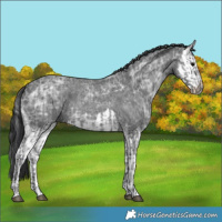 Horse Color:Blue Ice Roan and Blue Ice Roan Splash