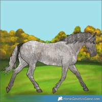 Horse Color:Blue Ice Roan  and Silver Blue Ice Roan 