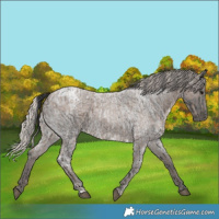 Horse Color:Blue Ice Roan and Silver Blue Ice Roan