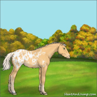 Horse Color:Silver Amber Cream Champagne Blanket