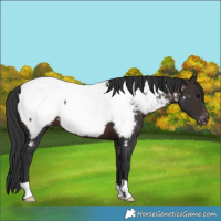 Horse Color:Brown Appaloosa 