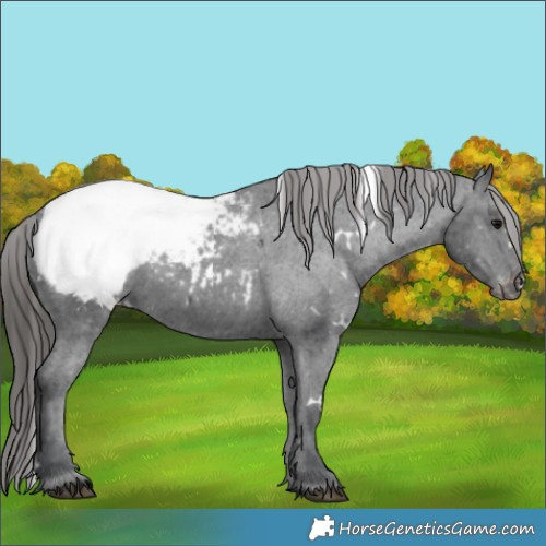 Horse Color:White Spotted Black Appaloosa 
