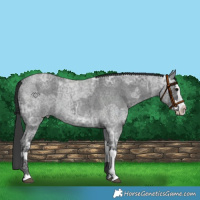 Horse Color:Blue Ice Roan  and Blue Ice Roan Splash 