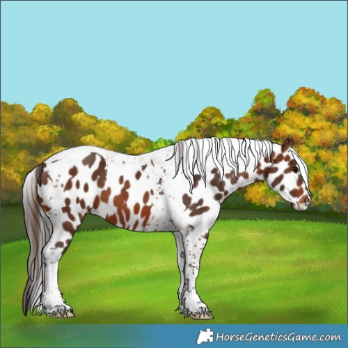 Horse Color:Brown Tobiano Appaloosa 