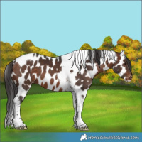 Horse Color:Brown Tobiano Appaloosa 