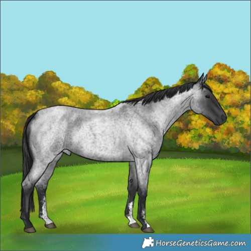 Horse Color:Blue Roan Sabino 