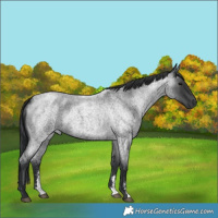 Horse Color:Blue Roan Sabino
