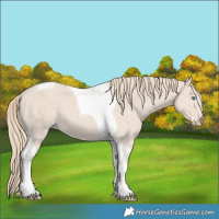 Horse Color:Smoky Creme Tobiano 