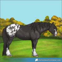 Horse Color:Smoky Black Appaloosa 