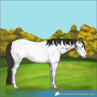 Horse Color:White Spotted Brown Appaloosa 