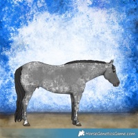 Horse Color:Blue Ice Roan  and Blue Ice Roan 